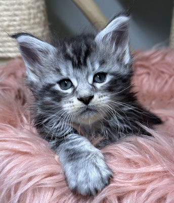 Maine Coon in black silver tabby 6 Wochen
