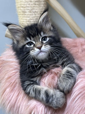 Maine Coon black tabby Kitten 8 Wochen