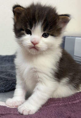Maine Coon Kitten NRW