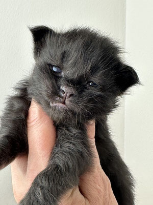 Maine Coon Kitten 16 Tage 