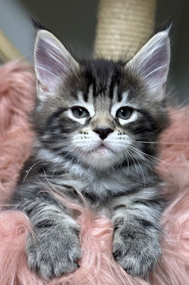 Maine Coon black tabby 7 Wochen