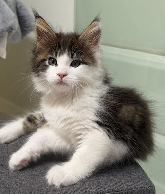 Maine Coon Kitten Nordrhein-Westfalen