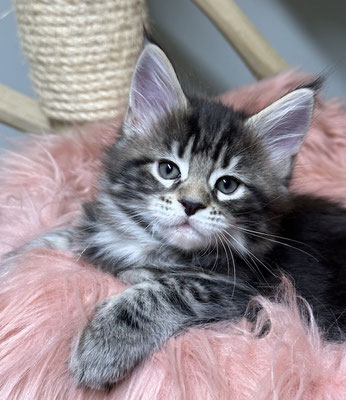 Maine Coon black tabby 7 Wochen