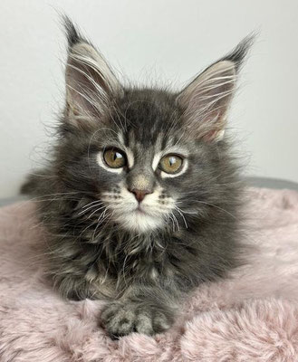 Maine Coon blue tabby 11 Wochen