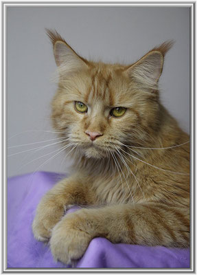 Maine Coon Mädchen in rot