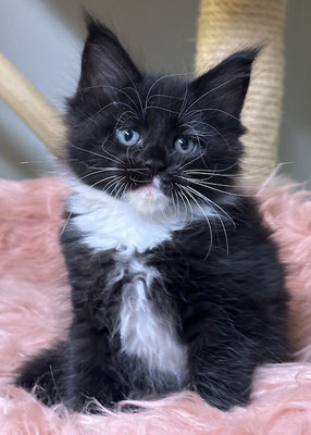 Maine Coon black white Kitten 8 Wochen