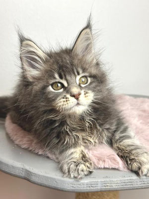 Maine Coon blue tabby 11 Wochen