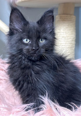 Maine Coon Kitten in schwarz 11 Wochen 