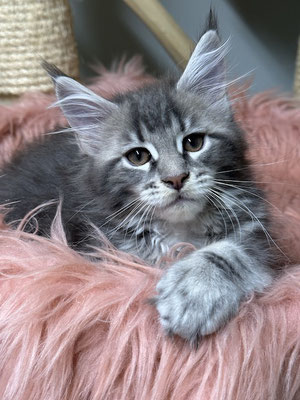 Maine Coon blue silver tabby 11 Wochen