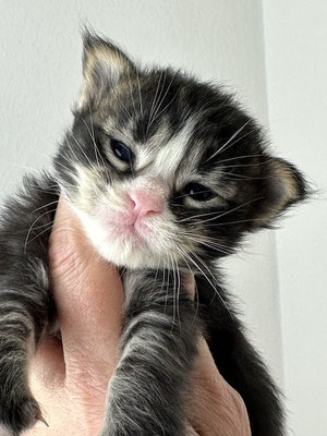 Maine Coon Kitten 16 Tage 