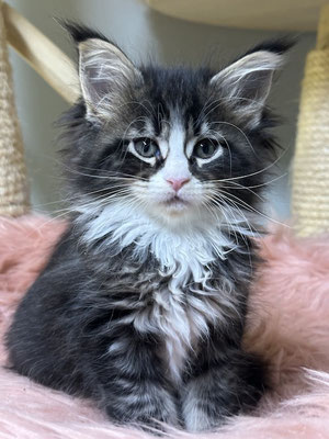 Maine Coon black tabby white Kitten 8 Wochen
