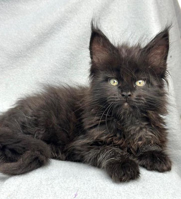Maine Coon black 8 Wochen