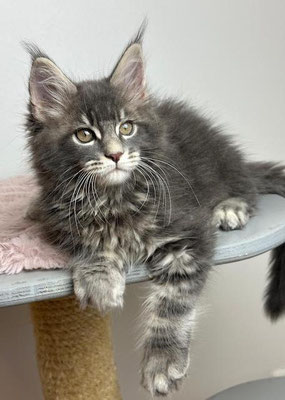 Maine Coon blue tabby 11 Wochen