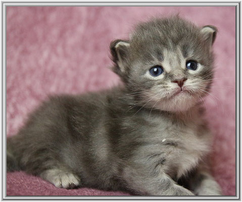 Maine Coon Kitten blue tabby classic