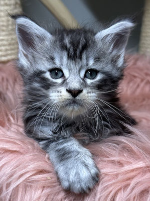Maine Coon in black silver tabby 6 Wochen