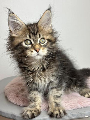 Maine Coon black tabby 11 Wochen