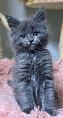 Maine Coon blue solid Kitten 8 Wochen