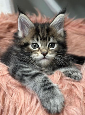 Maine Coon black tabby 7 Wochen