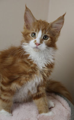 Maine Coon Kitten red white