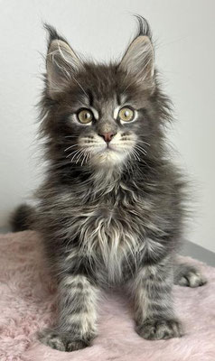 Maine Coon blue tabby 11 Wochen