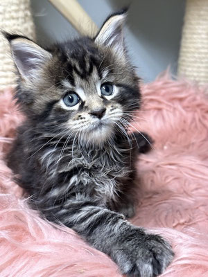 Maine Coon in black tabby 6 Wochen