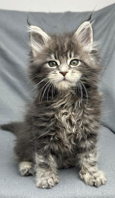 Maine Coon blue tabby 8 Wochen
