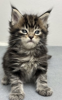 Maine Coon 5 Wochen