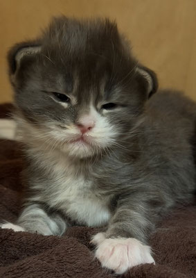 Maine Coon Kitten