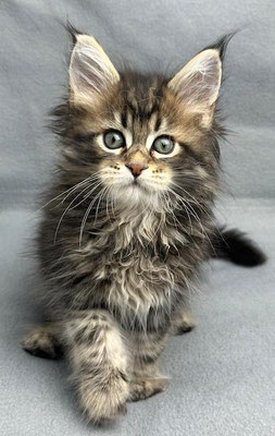 Maine Coon black tabby 8 Wochen
