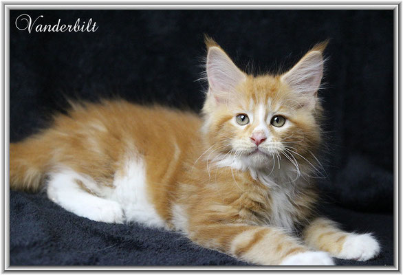 Maine Coon Junge  in red classic white 