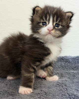 Maine Coon Kitten NRW