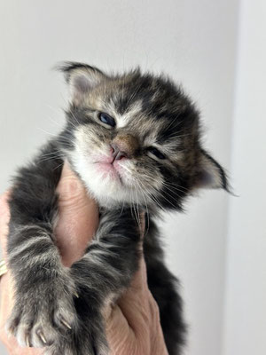 Maine Coon black tabby Kitten