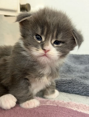Maine Coon Kitten NRW