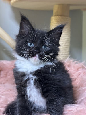 Maine Coon black white Kitten 8 Wochen
