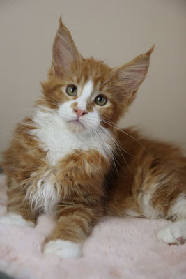 Maine Coon Baby