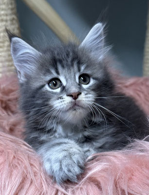 Maine Coon blue silver tabby 7 Wochen