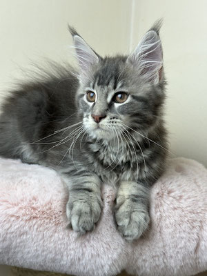Maine Coon Kitten  blue silver tabby 13 Wochen