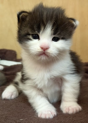 Maine Coon Kitten