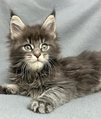 Maine Coon blue tabby 8 Wochen