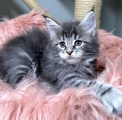 Maine Coon blue silver tabby 7 Wochen