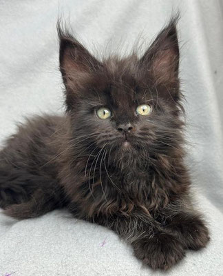 Maine Coon black 8 Wochen