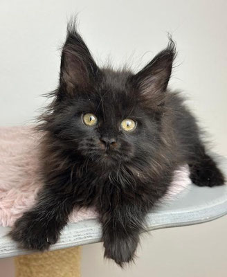 Maine Coon black 11 Wochen