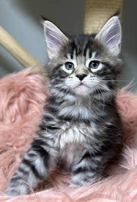 Maine Coon black tabby 7 Wochen