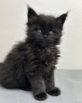 Maine Coon 5 Wochen