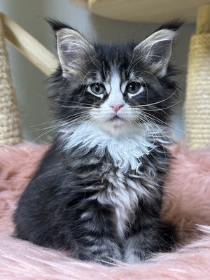 Maine Coon black tabby white Kitten 8 Wochen