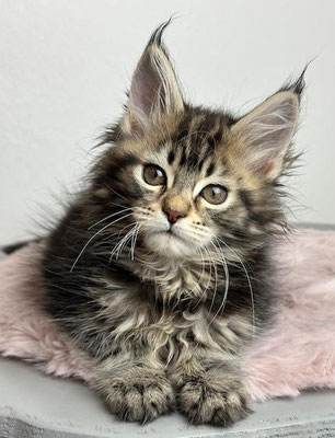 Maine Coon black tabby 11 Wochen