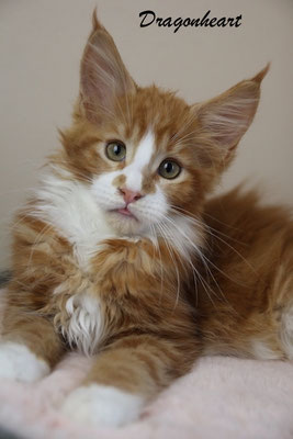 Dragonheart of Dantes Peak