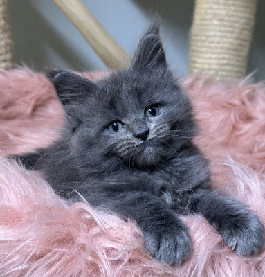 Maine Coon blue solid Kitten 8 Wochen