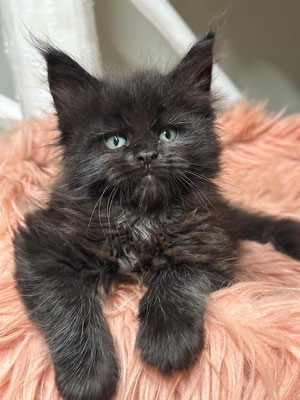 Maine Coon schwarz 7 Wochen