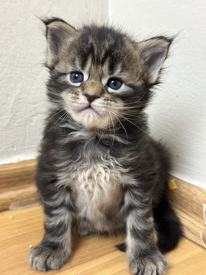 Maine Coon black tabby Kitten 4 Wochen 